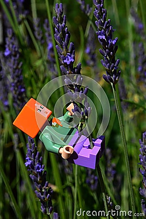 LEGO Minecraft small figure of Alex climbing on half developed Lavander flower in garden, summer daylight sunshine. Editorial Stock Photo