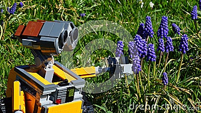 LEGO Wall-E robot model from Disney Pixar CGI science fiction movie touching spring flowering Grape Hyacinth flowers Editorial Stock Photo