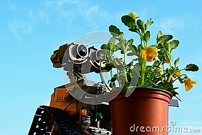 LEGO Wall-E robot from Pixar animated movie adoring yellow flowering Pansy plant, latin name Viola, blue spring skies Editorial Stock Photo