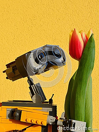 LEGO Wall-E robot from Pixar animated movie examining real orange tulip flower, bright yellow wall in background. Editorial Stock Photo