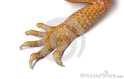 Legs and feet of a Pogona super extrem red super transparent Stock Photo