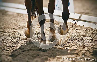 The legs of horse galloping across a sandy arena raise dust Stock Photo