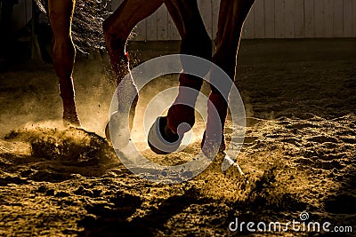 Legs of a horse training in the dust Stock Photo