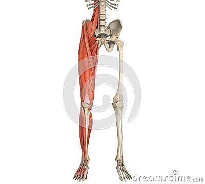 Legs Muscles Anatomy Stock Photo