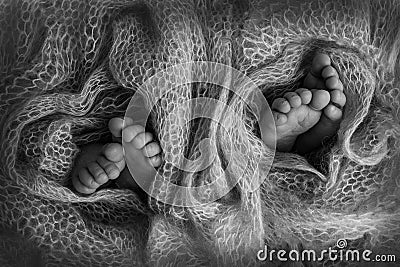 Legs of newborn twins. Two pairs of baby feet covered with wool from a soft plaid. Image of the soles of the feet. Stock Photo