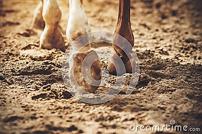 The legs of an unshod horse that walks on the sand, raising the dust with its hooves Stock Photo