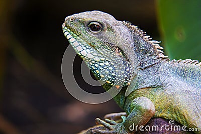 Leguan Stock Photo