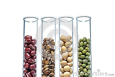 Legume with Wheat genetically modified, Plant Cell Stock Photo