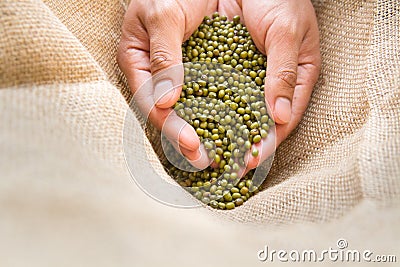 Legumes green bean in cupped hand Stock Photo