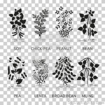 Legumes plants with leaves, pods and flowers. Silhouette icons with reflection on transparent background Vector Illustration