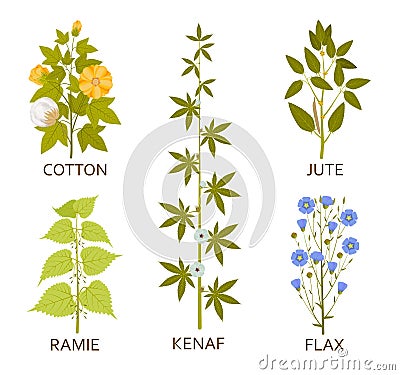 Legumes plants with leaves, pods and flowers Vector Illustration