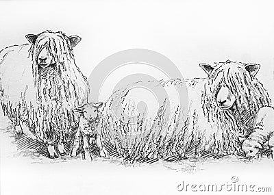 Leicester long wool sheep illustration Stock Photo