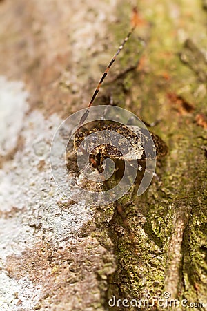 Leiopus nebulosus Stock Photo