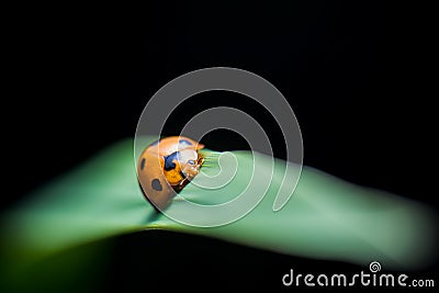 Leis axyridis Stock Photo