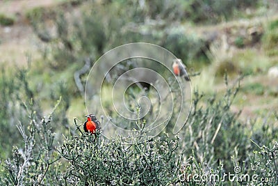 Leistes loyca, long-tailed meadowlark is a passerine bird of southern South America. Stock Photo