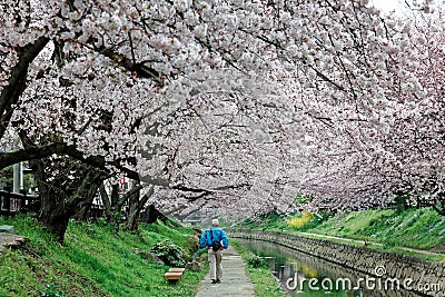 Leisure walk along a footpath under a romantic archway of pink cherry blossom trees Editorial Stock Photo