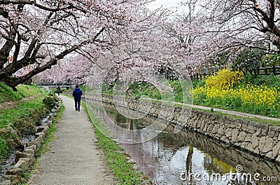 Leisure walk along a footpath under a romantic archway of pink cherry blossom trees Stock Photo
