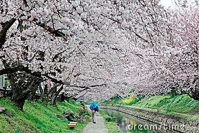 Leisure walk along a footpath under a romantic archway of pink cherry blossom trees Editorial Stock Photo