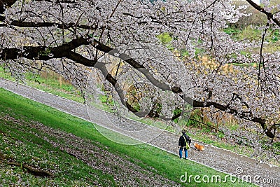 Leisure walk with a pet dog on the footpath under a beautiful archway of cherry blossom trees by Sewaritei, Yawata, Kyoto Stock Photo