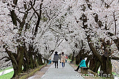 Leisure walk under a romantic archway of cherry blossom Sakura trees by Sewaritei river bank in Yawatashi, Kyoto Japan Editorial Stock Photo