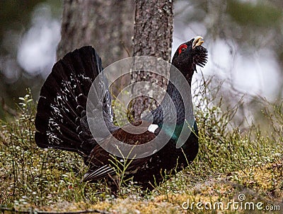 Lekking Capercaillie Tetrao urogallus male in the spring fores Stock Photo