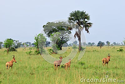 Lelwel Hartebeest antelopes, Uganda Stock Photo