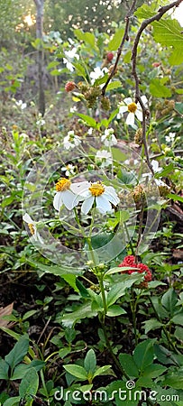 Lembang Indonesia November 14,2023 a bunch of wild deasy flowers Stock Photo