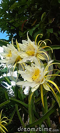 Lembang west java indonesia november 30th 2023 three dragon fruit flowers and blue sky Stock Photo