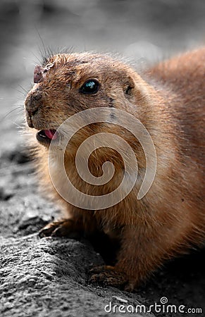 Lemming Stock Photo