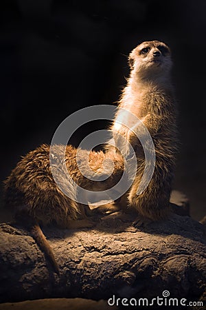 Lemming Stock Photo