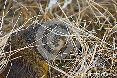 Lemming Stock Photo