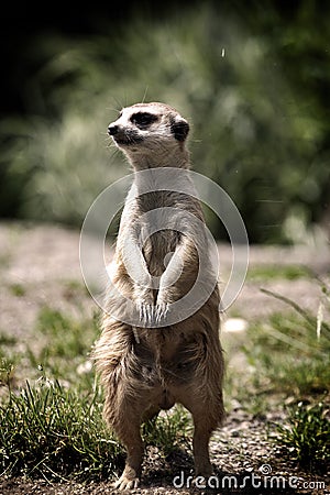 Lemming portrait Stock Photo