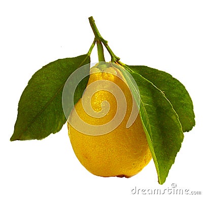 Lemon Stock Photo