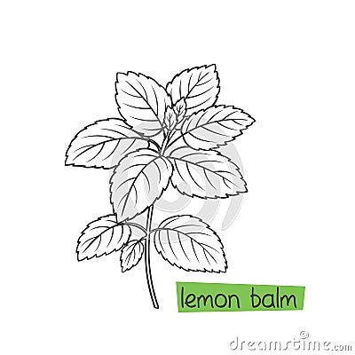 Lemon balm bunch Vector Illustration