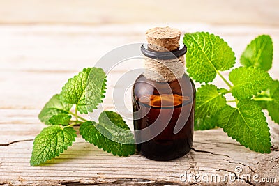 Lemon balm essential oil in the bottle, with fresh leaves Stock Photo