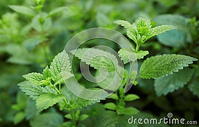 Lemon Balm Stock Photo