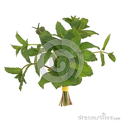 Lemon Balm Herb Posy Stock Photo