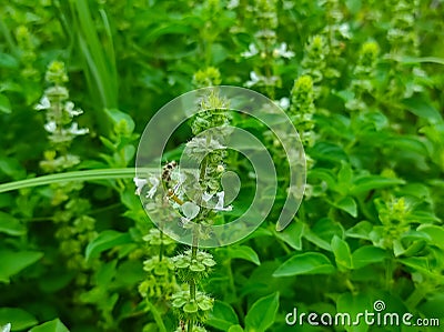 Lemon Basil Holy Ocimum Gratissimum Hoary Thai Lemon Basil Lao Seeds Hybrid Between Sweet Basil american basil Nimbu Tulsi Stock Photo