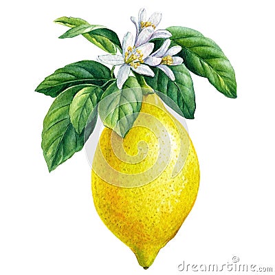 Lemon. Blooming citrus branch on isolated white background, watercolor illustration, ripe fruit Cartoon Illustration
