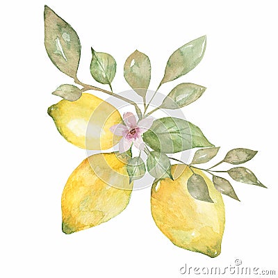 Lemon branch with citrus fruit,flowers and leaves. Watercolor hand drawn illustration Cartoon Illustration