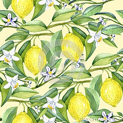 Lemon branches with fruits and white flowers on soft yellow background Cartoon Illustration