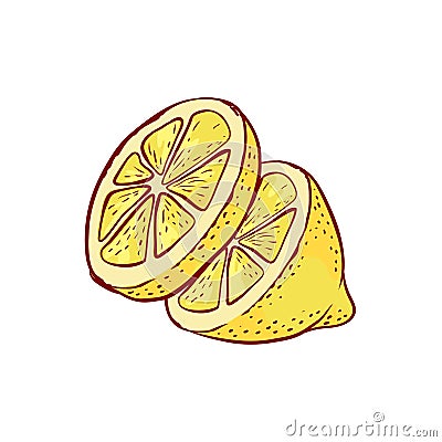 Lemon citrous slices vector cut fruits. Sketch illustration of ripe autumn harvest. Vector Illustration