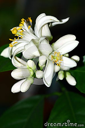 Lemon citrus flowers Stock Photo