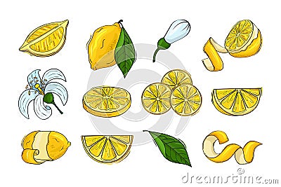 Lemon, citrus fruits, lemonade ingredients, yellow whole fruit, half piece of feel, zest and flowers, green leaves. Sour Vector Illustration