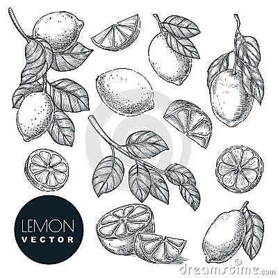 Lemon citrus tropical fruits set. Hand drawn sketch vector illustration. Citric isolated design elements Vector Illustration