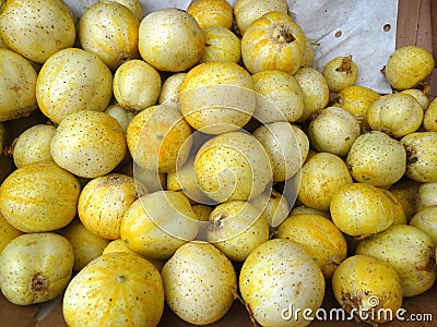 Lemon cucumber, Cucumis sativus 'Lemon' Stock Photo
