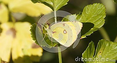 Lemon Emigrant butterfly in nature Stock Photo