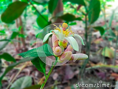 Lemon Flower With Bud Stock Photo