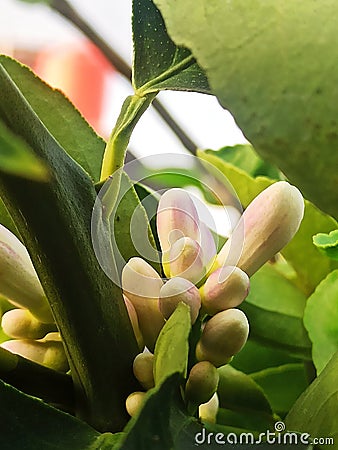 Lemon flowers hidden behind leaves Stock Photo