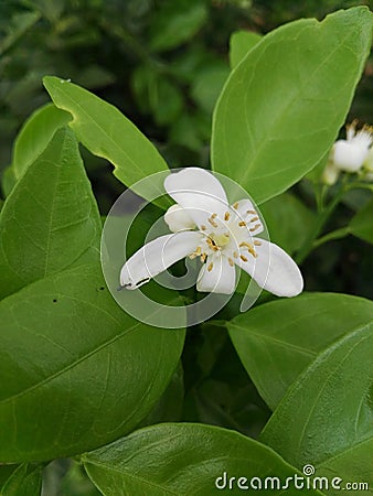 Lemon flowers srilankan beautiful nature Stock Photo